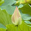 Flowering lotus in the Old Summer Palace (Yuanmingyuan).